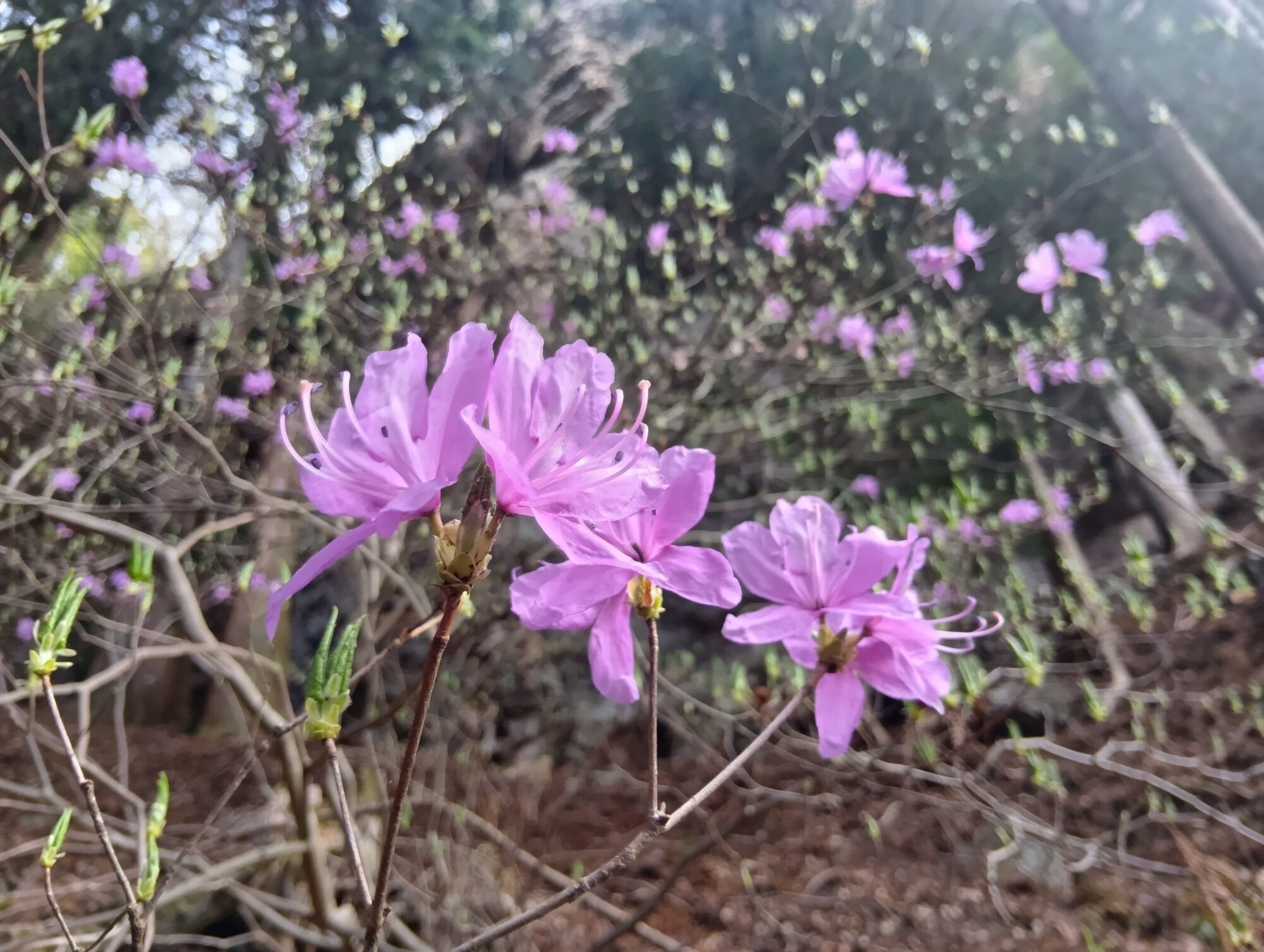 mituiwadake7